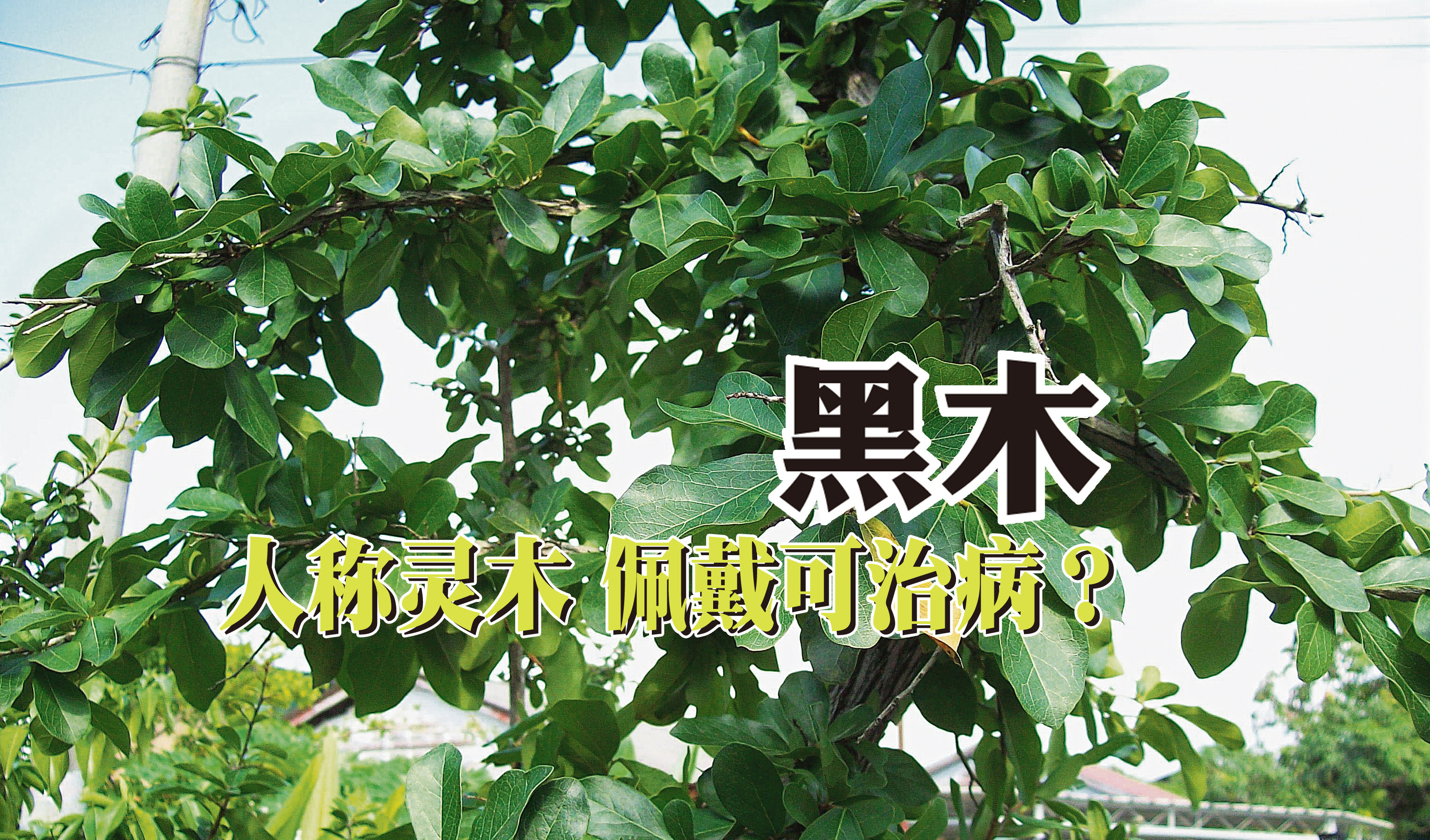 黑木人称灵木佩戴可治病 砂麼東東