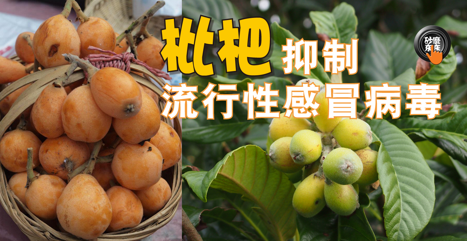 枇杷抑制流行性感冒病毒 砂麼東東