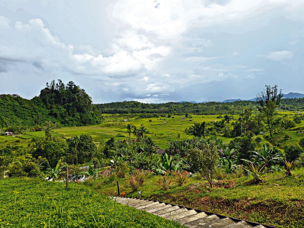 Borneo keranji farm