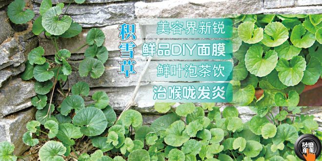 积雪草 砂麼東東